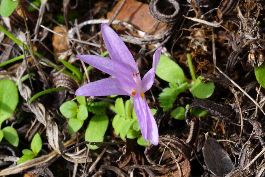 Colchicum cfr. nanum